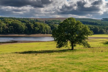 Derwent Reservoir, Northumberland, İngiltere, İngiltere 'nin doğu tarafındaki çayırlarda ve bulutlarda bir ağaç.