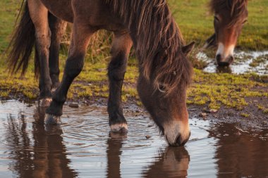Wild Exmoor Ponies, Somerset, İngiltere 'deki Porlock Hill' de görüldü.