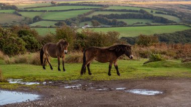 Wild Exmoor Ponies, Somerset, İngiltere 'deki Porlock Hill' de görüldü.