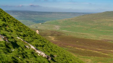 Pen-Y-Ghent 'ten Yorkshire Dales manzarasına bakın. Halton Gill ve Horton arasında Ribblesdale, Kuzey Yorkshire, İngiltere