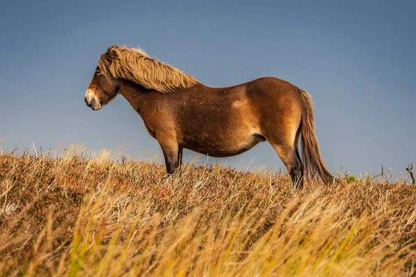 Wild Exmoor Ponies Seen Porlock Hill Somerset England — Stock Photo, Image