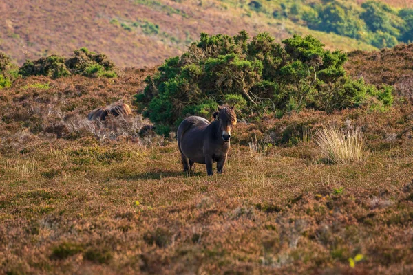 Selvagem Exmoor Pony Visto Porlock Hill Somerset Inglaterra Reino Unido — Fotografia de Stock