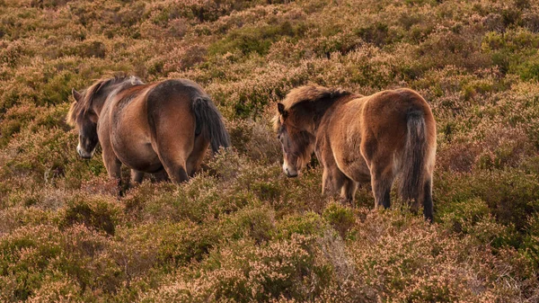 Wild Exmoor Ponies Seen Porlock Hill Somerset Αγγλία Ηνωμένο Βασίλειο — Φωτογραφία Αρχείου