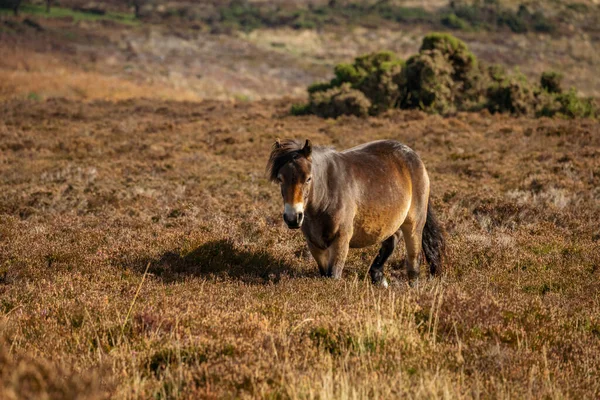 Wild Exmoor Pony Vue Sur Porlock Hill Somerset Angleterre Royaume — Photo