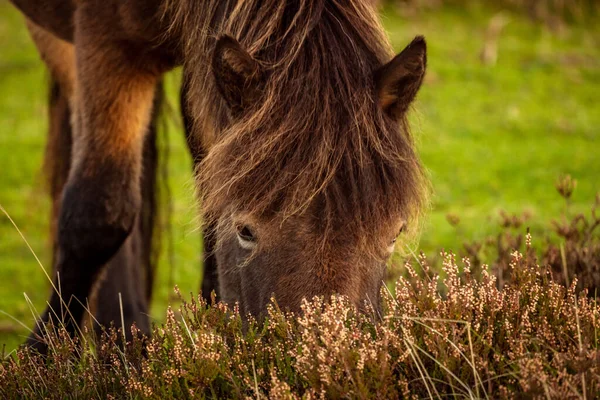 Salvaje Exmoor Pony Visto Porlock Hill Somerset Inglaterra Reino Unido — Foto de Stock