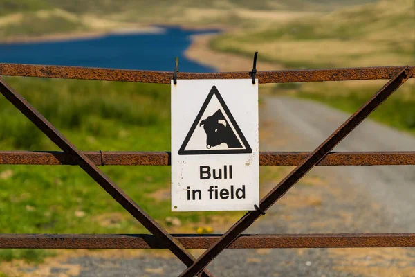 Schild Bulle Feld Gesehen Nant Moch Reservoir Ceredigion Dyfed Wales — Stockfoto