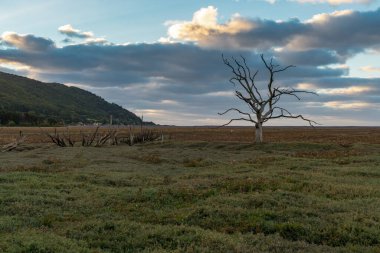 Akşam ışığında bir ağaç gövdesi Porlock Bataklığı 'nın üzerinde, Somerset, İngiltere, İngiltere