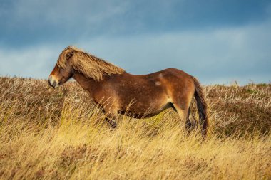 An Exmoor Pony, seen on Porlock Hill in Somerset, England, UK clipart