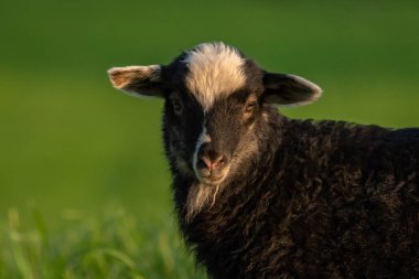 Meraklı kuzu çayırda kameraya bakıyor.