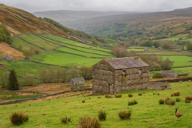 Keld ve Thwaite arasında Swaledale 'de bir ahır, Kuzey Yorkshire, İngiltere, İngiltere