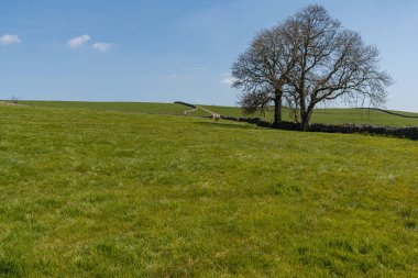 Hartlington, Kuzey Yorkshire, İngiltere yakınlarındaki Yorkshire Dales arazisi.