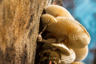 Ağaç gövdesinde bir orman mantarı
