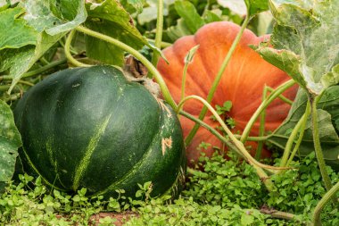 Yerde yeşil ve kırmızı bir balkabağı