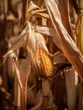 Kurumuş bir tarlada mısır.