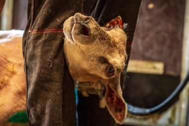 Kırpıcının bacaklarının arasında tutulan bir koyun