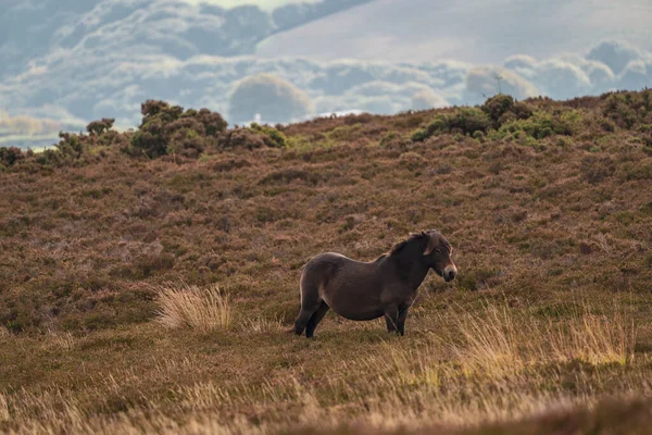 Exmoor Pony Visto Porlock Hill Somerset Inglaterra Reino Unido — Foto de Stock