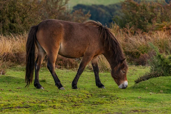 Selvagem Exmoor Pony Visto Porlock Hill Somerset Inglaterra Reino Unido — Fotografia de Stock
