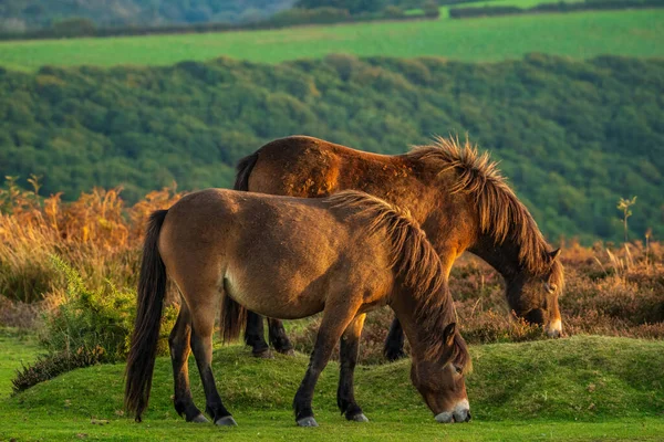 Wild Exmoor Ponies Vue Sur Porlock Hill Somerset Angleterre Royaume — Photo