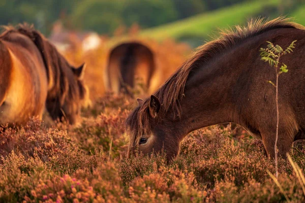 Wild Exmoor Ponies Visto Porlock Hill Somerset Inglaterra Reino Unido — Fotografia de Stock