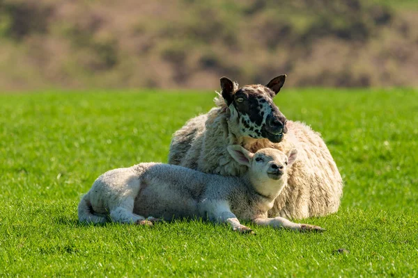 Jagnięcina Owca Trawie — Zdjęcie stockowe
