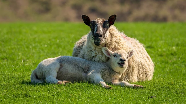 Jagnięcina Owca Trawie — Zdjęcie stockowe