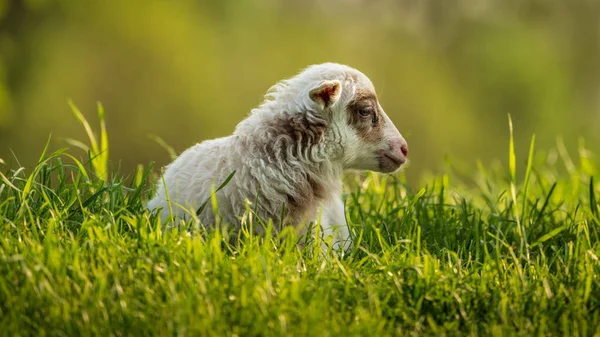 草原上的小羊 — 图库照片