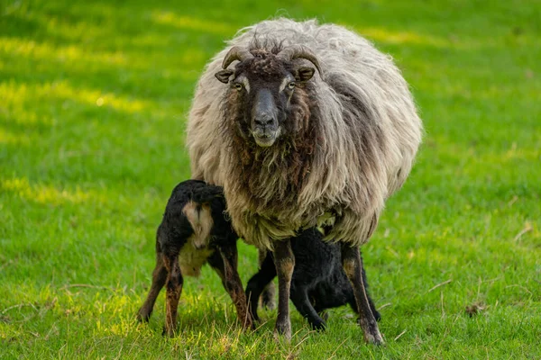 Twee Lammeren Hun Moeder Het Gras — Stockfoto