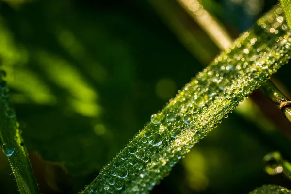 晨露滴在草叶上 — 图库照片