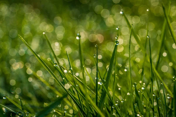 Tropfen Morgentau Gras — Stockfoto