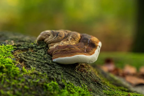 Forest Mushroom Tree Trunk — Stock Photo, Image