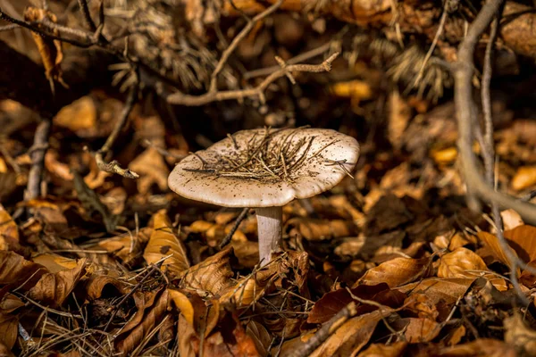 Mushroom Autumn Foliage — Stock Photo, Image