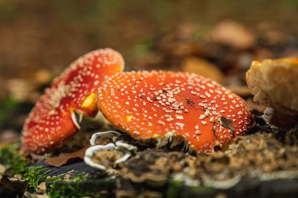 Fly Agarics Tree Trunk Forest — Stock Photo, Image