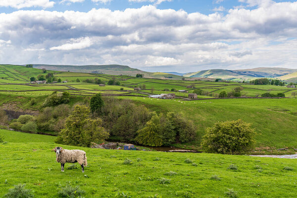 A sheep on a meadow in the Upper Wensleydale near Gayle, North Yorkshire, England, UK
