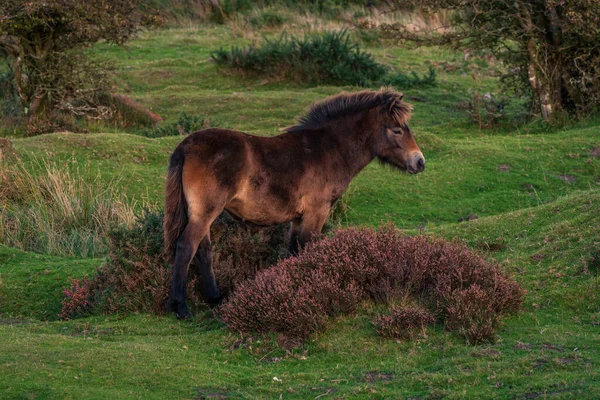 Ένα Exmoor Pony Στο Porlock Hill Στο Somerset Αγγλία Ηνωμένο Royalty Free Φωτογραφίες Αρχείου