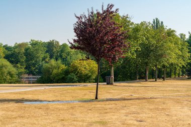 Susuz bir çayırda, sulanan bir ağaç Nordsternpark, Gelsenkirchen, Kuzey Ren-Westfalia, Almanya 'da görüldü.