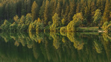 Freudenstadt, Baden-Wuerttemberg, Almanya 'da Kara Orman' da Nagoldtalsperre (Nagold rezervuarı) kıyısındaki ağaçlar