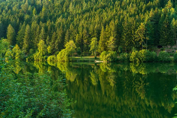 Arbres Sur Rive Nagoldtalsperre Réservoir Nagold Dans Forêt Noire Près — Photo