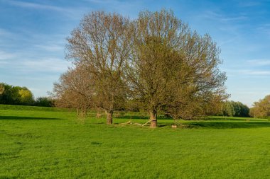 Rheinaue Friemersheim Duisburg, Ruhr Alanı, Kuzey Ren-Vestfalya, Almanya