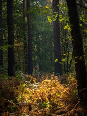 Eğreltiotları güneşte, ağaçlar gölgede