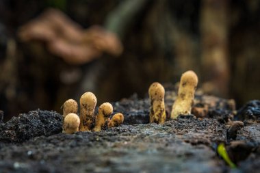 Ağaç gövdesinde bir orman mantarı