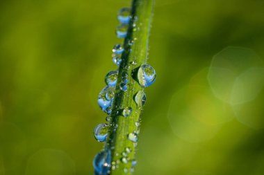 Çimlerde sabah çiği damlaları