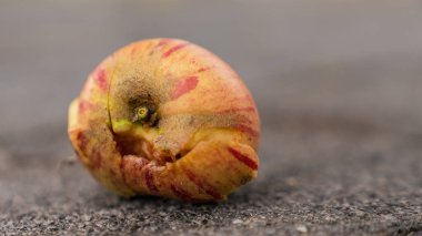 Düşen meyve: Yerde yarım çürük elma
