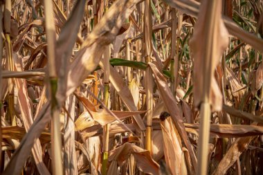 Kurumuş bir tarlada mısır.