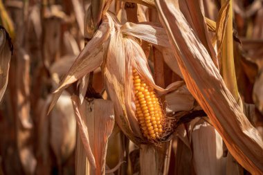 Kurumuş bir tarlada mısır.