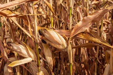 Kurumuş bir tarlada mısır.