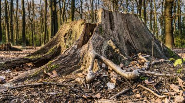 Koellnischer Wald 'da bir ağaç kütüğü, Bottrop, Kuzey Ren-Vestfalya, Almanya' da bir doğa rezervi.