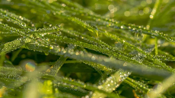 Droppar Morgondagg Gräset — Stockfoto