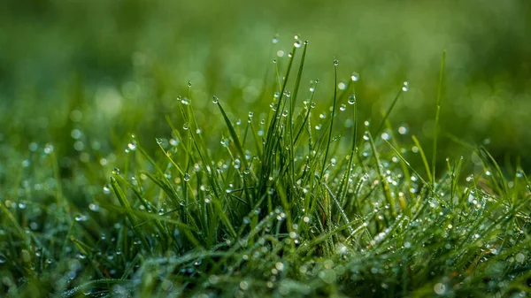 Tropfen Morgentau Gras — Stockfoto