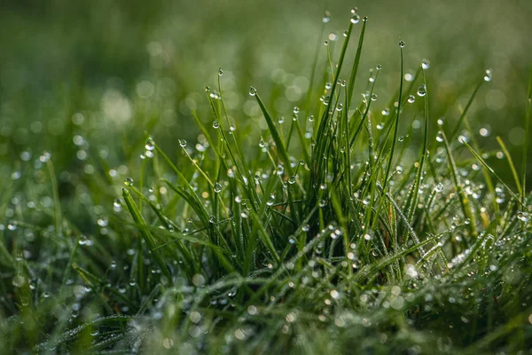 Tropfen Morgentau Gras — Stockfoto