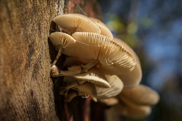 Forest Mushroom Tree Trunk — Stock Photo, Image